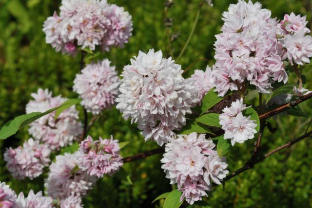 Дейция "Пинк Пом-Пом" (Deutzia 'Pink Pom-Pom') Дейция "Пинк Пом-Пом" (Deutzia 'Pink Pom-Pom')