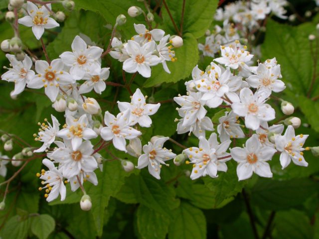 Дейция амурская, или мелкоцветная (Deutzia parviflora) Дейция амурская, или мелкоцветная (Deutzia parviflora)
