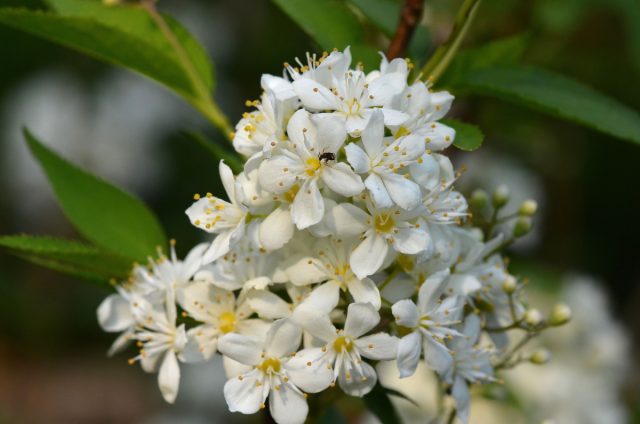 Дейция Лемуана (Deutzia x lemoinei) Дейция Лемуана (Deutzia x lemoinei)
