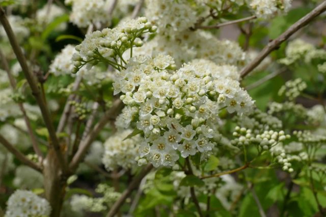Краснокнижная дейция гладкая (Deutzia glabrata) Краснокнижная дейция гладкая (Deutzia glabrata)