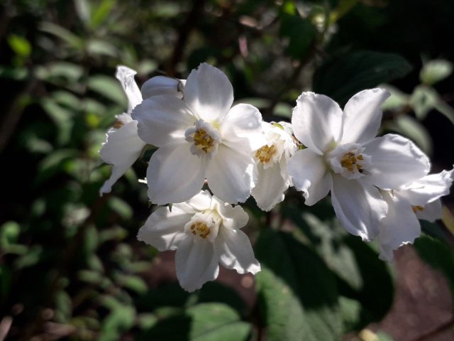 Дейция изящная (Deutzia gracilis) Дейция изящная (Deutzia gracilis)