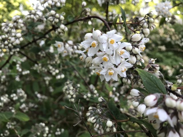 Дейция двуцветная (Deutzia discolor) Дейция двуцветная (Deutzia discolor)