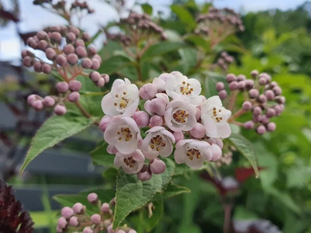 Дейция компактная "Лавендер Тайм" (Deutzia compacta 'Lavender Time') Дейция компактная "Лавендер Тайм" (Deutzia compacta 'Lavender Time')