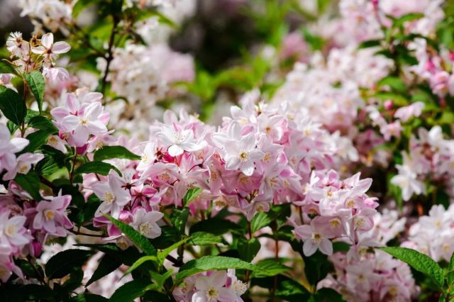 Дейция крупноцветковая (Deutzia grandiflora) Дейция крупноцветковая (Deutzia grandiflora)