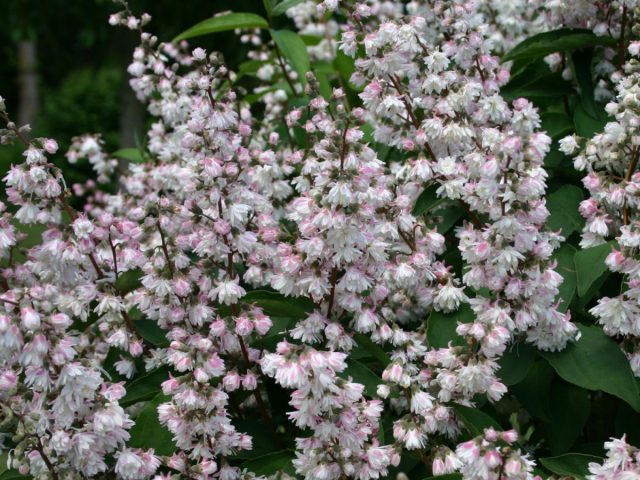 Дейция шершавая, или шероховатая "Розеа Плена" (Deutzia scabra 'Rosea Plena') Дейция шершавая, или шероховатая "Розеа Плена" (Deutzia scabra 'Rosea Plena')