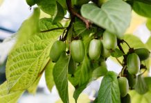 Секреты ухода за актинидией коломикта, и ее лучшие сорта