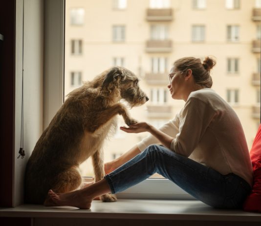 Слова или интонация — как собаки нас понимают? - Животные Слова или интонация: как собаки нас понимают