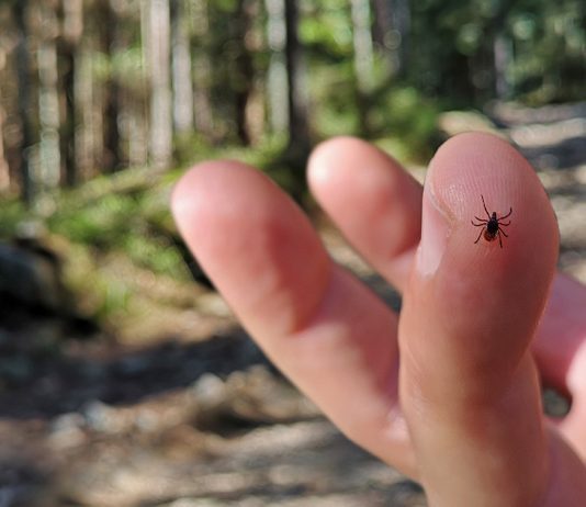 Смертельно опасный паразит: как защитить свой сад от иксодового клеща - Животные Смертельно опасный паразит: как защитить свой сад от иксодового клеща