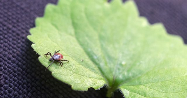 Симптомы укуса иксодовыми клещами могут значительно отличаться, в зависимости от того, насколько сильный иммунитет у человека