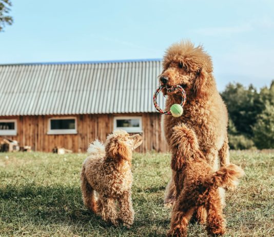 Топ 10 самых умных пород собак