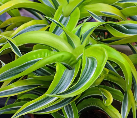 Тренд комнатного цветоводства 2024: 20 растений оттенка «кибер-лайм» - Редкие и необычные Тренд комнатного цветоводства 2024: 20 растений оттенка «кибер-лайм»