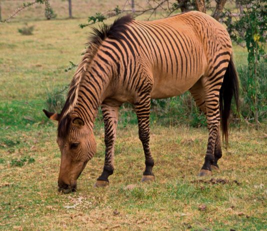 Уникальные гибриды животных, о которых вы не знали - Животные Уникальные гибриды животных, о которых вы не знали