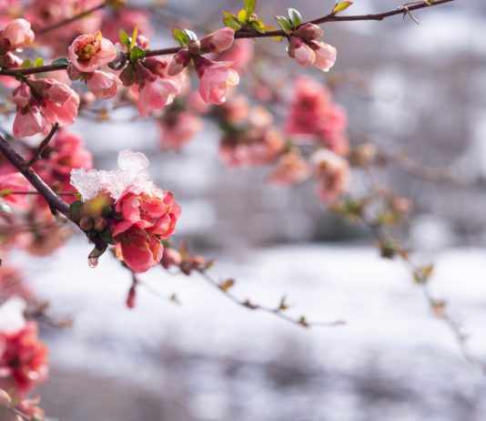 Яркое цветение айвы японской — самые красивые виды и сорта хеномелеса - Цветник и ландшафт Весенняя драгоценность: удивительное разнообразие айвы японской, или хеномелеса