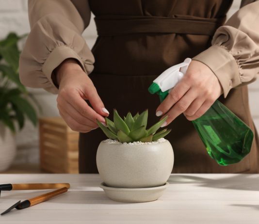 Вредные советы из интернета, или Как погубить комнатные растения народными методами - Комнатные растения Вредные советы из интернета, или Как погубить комнатные растения народными методами