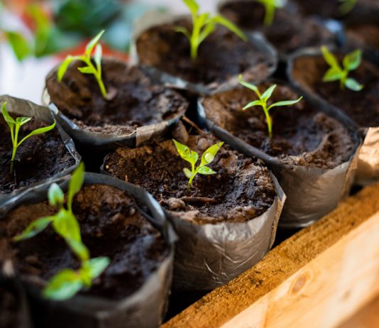 Вся правда о черной ножке рассады — симптомы и методы профилактики