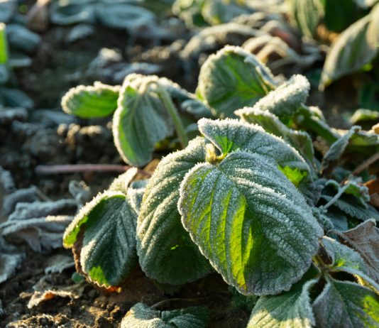 Весенние заморозки — эффективные способы защиты растений от холода - Цветы многолетние Заморозки больше не страшны: эффективные способы защиты растений от холода