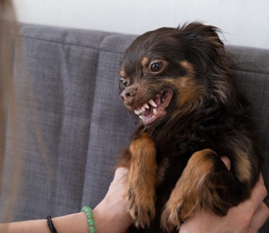 Агрессия у собак: в чем причина проблемы и как ее решить