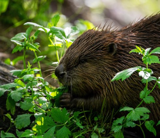 Бобры уничтожают участок — методы борьбы с грызунами - Животные Бобры уничтожают участок — методы борьбы с грызунами