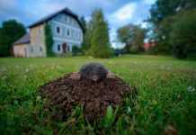 Чем вредят кроты и как защитить от них участок