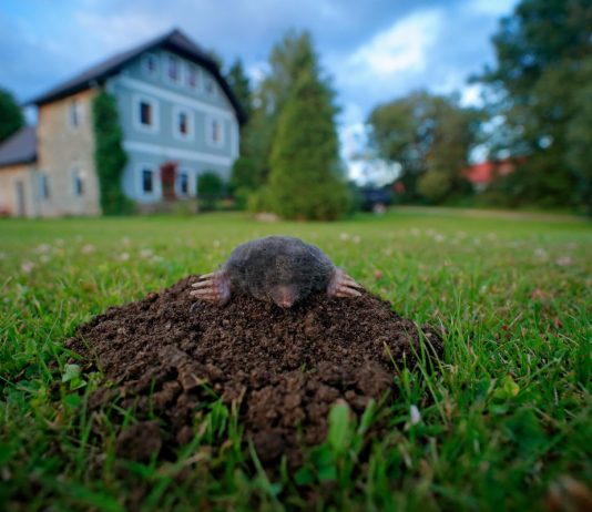 Чем вредят кроты и как защитить от них участок
