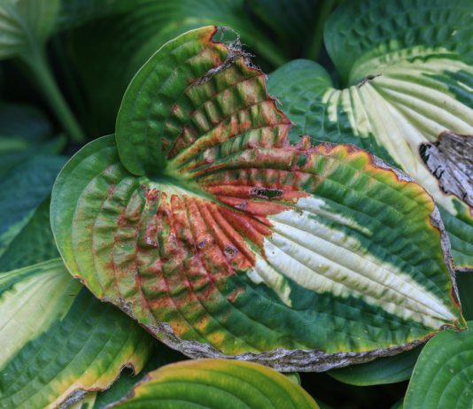 Что убивает хосту? Частые болезни и вредители цветка - Цветник и ландшафт Что убивает хосту? Частые болезни и вредители цветка