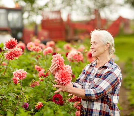 Чудесное цветение георгинов — уход от посадки до срезки - Цветник и ландшафт Чудесное цветение георгинов: уход от посадки до срезки