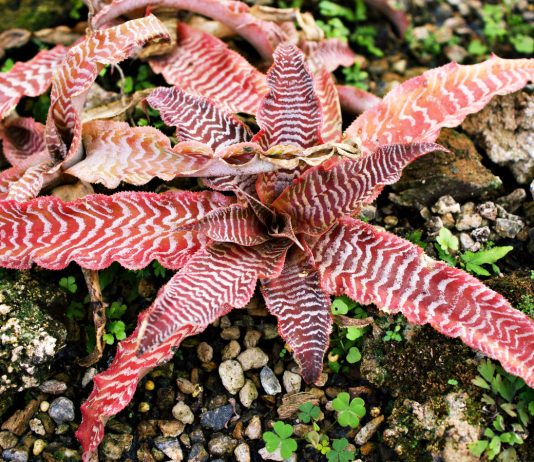 Дизайнерский штрих: 12 комнатных растений для стильного интерьера