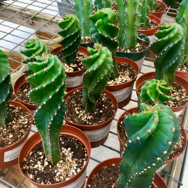 Цереус форбеси «Спиралис» (Cereus forbesii 'Spiralis')