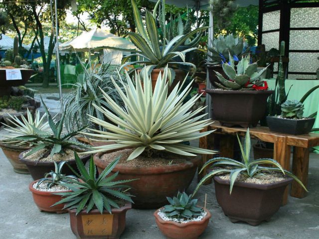 Агавы (Agave) производят неизгладимое впечатление