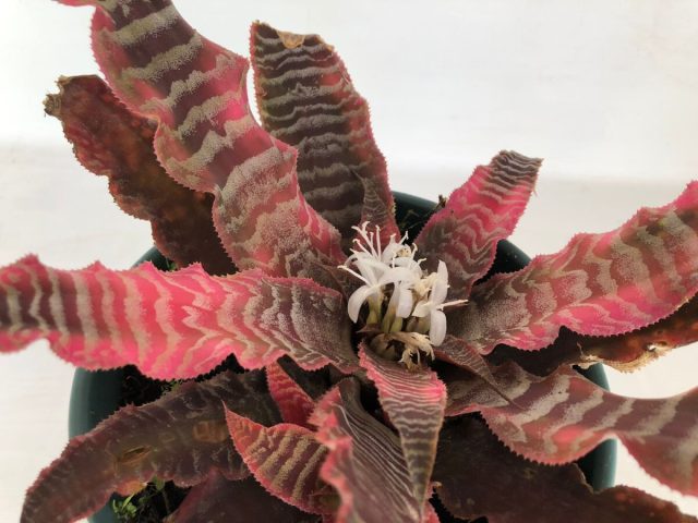 Криптантус «Элайн» (Cryptanthus 'Elaine')