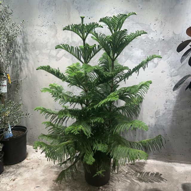 Араукария (Araucaria) одна из немногих комнатных хвойных растений