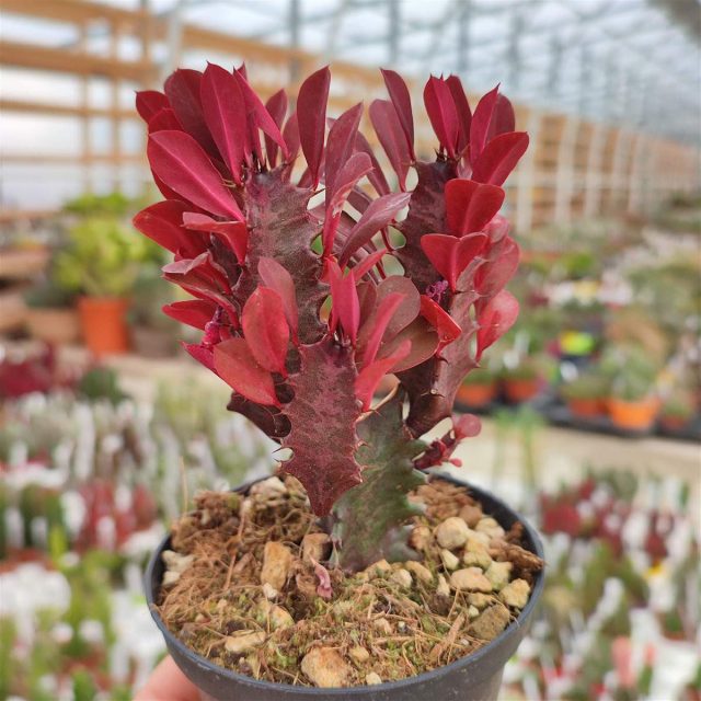 Молочай трехгранный «Рубра» (Euphorbia trigona 'Rubra')