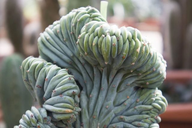 Миртиллокактус «Форма Кристата» (Myrtillocactus geometrizans 'Forma Cristata')