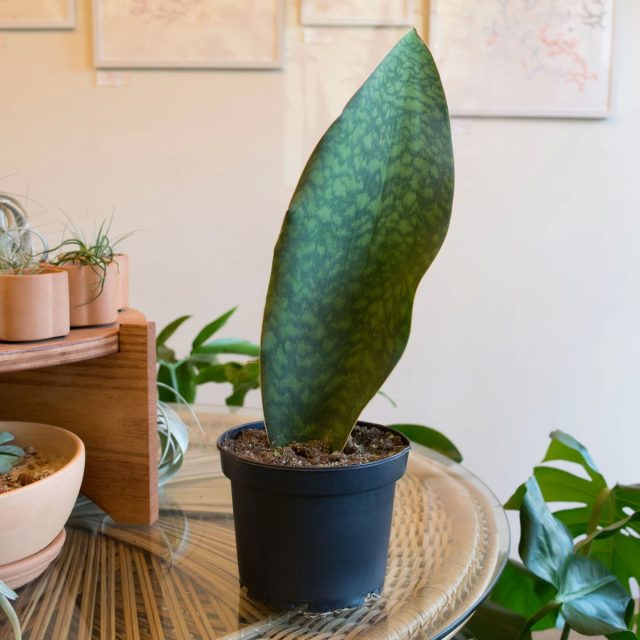 Сансевиерия Масониана «Китовый плавник» (Sansevieria masoniana 'Whale Fin')