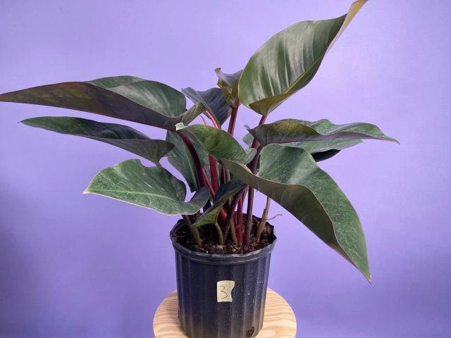 Филодендрон «Конго Роджо» (Philodendron 'Congo Rojo')