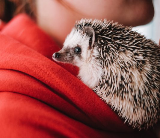 Единственный ёжик для домашнего содержания — правила ухода за животным - Животные Единственный ежик для домашнего содержания: правила ухода за животным