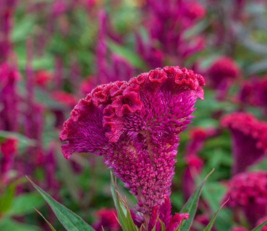 Фантастический цветник: декоративные растения инопланетного облика