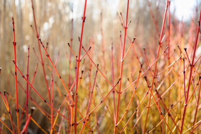 Кизил красный "Мидвинтер Фаер"(Cornus sanguinea 'Midwinter Fire') Кизил красный "Мидвинтер Фаер"(Cornus sanguinea 'Midwinter Fire')
