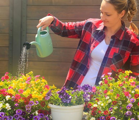 Как добиться обильного цветения петуний?