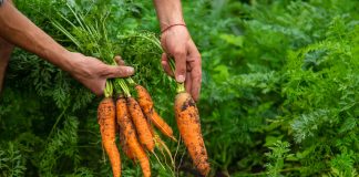 Как избавиться от сорняков без вреда для культурных растений