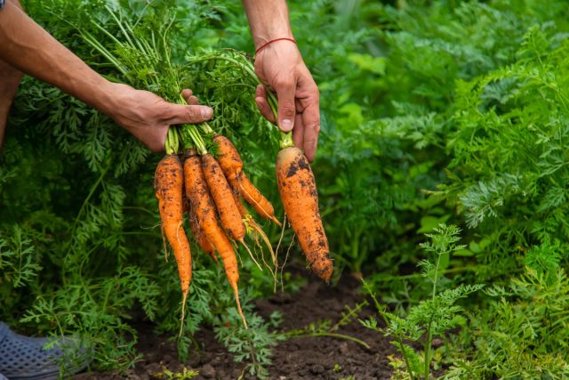 Как избавиться от сорняков без вреда для культурных растений Как избавиться от сорняков без вреда для культурных растений