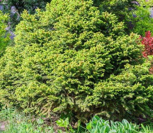 Как правильно позаботиться о хвойных в своем саду