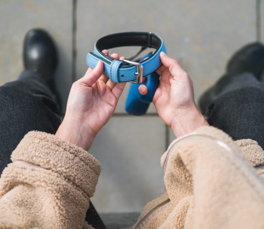 Как преодолеть боязнь собак? Простые правила взаимодействия с животным