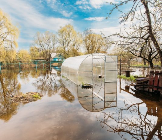 Как восстановить растения и почву после затопления — срочная помощь