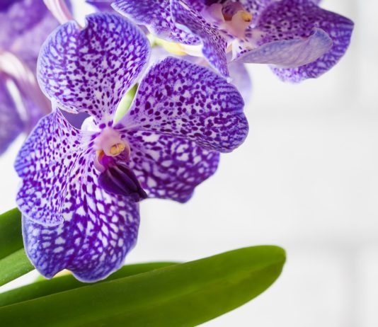 Какие комнатные растения считаются символами удачи и счастья