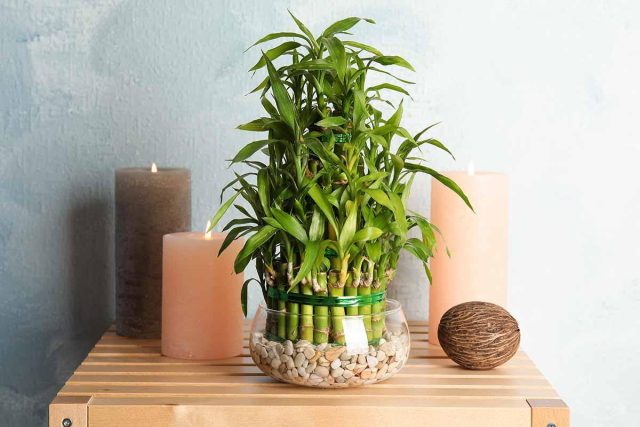 Драцена Сандериана (Dracaena sanderiana), она же бамбук счастья, получила свое имя неспроста Драцена Сандериана (Dracaena sanderiana), она же бамбук счастья, получила свое имя неспроста