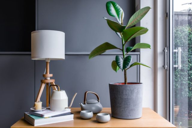 Крупные круглые листья фикуса (Ficus elastica) - символ финансового благополучия и процветания Крупные круглые листья фикуса (Ficus elastica) - символ финансового благополучия и процветания