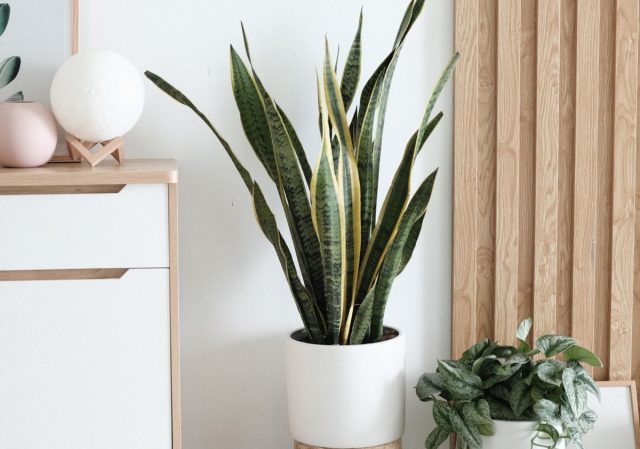 Мастера фен-шуй, например, утверждают, что сансевиерия (Sansevieria laurentii) способна защитить дом своего хозяина от негативной энергии Ша-ци Мастера фен-шуй, например, утверждают, что сансевиерия (Sansevieria laurentii) способна защитить дом своего хозяина от негативной энергии Ша-ци