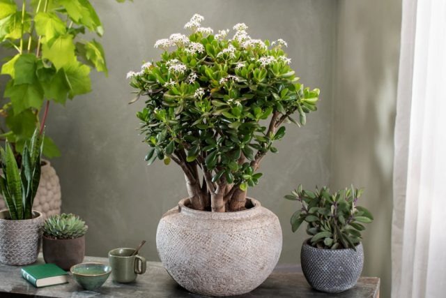 Если у нас толстянку (Crassula ovata) называют денежным деревом, то в Китае придумали более романтичное название – нефритовое дерево Если у нас толстянку (Crassula ovata) называют денежным деревом, то в Китае придумали более романтичное название – нефритовое дерево