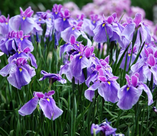 Какими бывают ирисы: подборка удивительных сортов